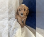 Puppy 1 Cavapoo