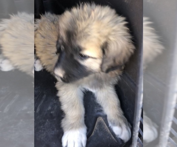 Medium Photo #5 Caucasian Shepherd Dog Puppy For Sale in MESA, AZ, USA