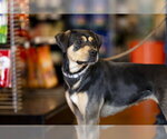 Small #8 Mutt