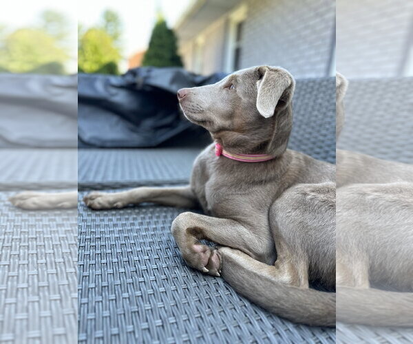 Medium Photo #7 Labrador Retriever-Whippet Mix Puppy For Sale in Columbus, IN, USA