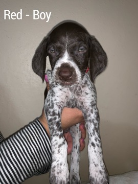 Medium Photo #2 German Shorthaired Pointer Puppy For Sale in BROOKS, OR, USA