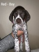 Small Photo #2 German Shorthaired Pointer Puppy For Sale in BROOKS, OR, USA