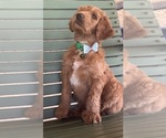 Small Photo #14 Double Doodle Puppy For Sale in HESPERIA, CA, USA