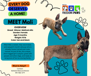 Dachshund-Unknown Mix Dogs for adoption in Rancho Cordova, CA, USA