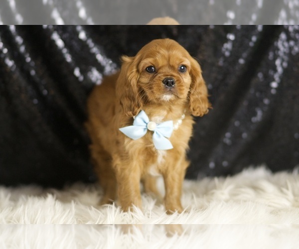 Medium Photo #4 Cavalier King Charles Spaniel Puppy For Sale in WARSAW, IN, USA