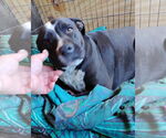 Small #3 Labrador Retriever Mix