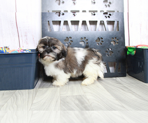 Zuchon Puppy for sale in MARIETTA, GA, USA