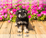 Small #2 Schnauzer (Miniature)