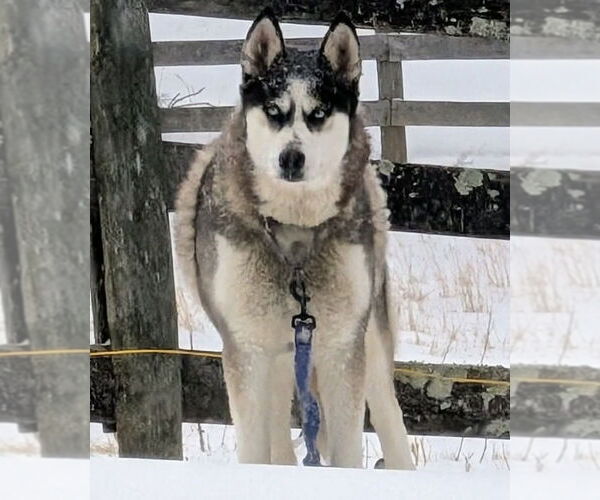 Medium Photo #1 Siberian Husky Puppy For Sale in Rustburg, VA, USA