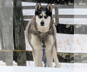 Siberian Husky Dogs for adoption in Rustburg, VA, USA