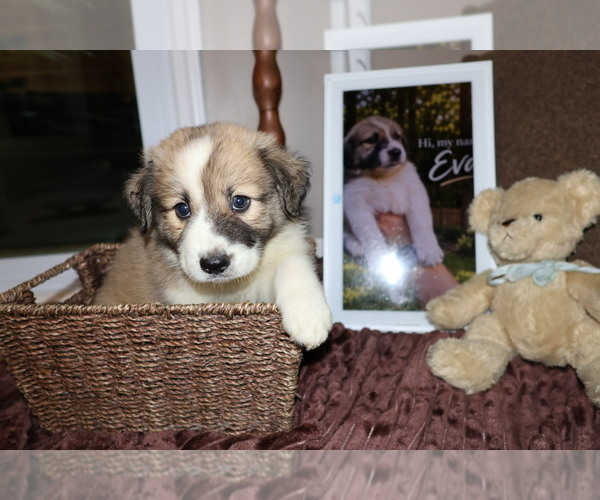 Medium Photo #5 Aussie Pyrenees Puppy For Sale in LEXINGTON, SC, USA