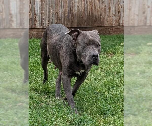 Medium Photo #1 Mutt Puppy For Sale in Plano, TX, USA