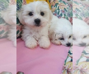 Maltese Puppy for sale in ONON HILL, NY, USA