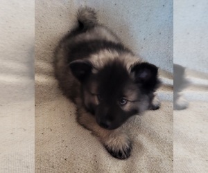 Keeshond Puppy for sale in BLAIRSBURG, IA, USA