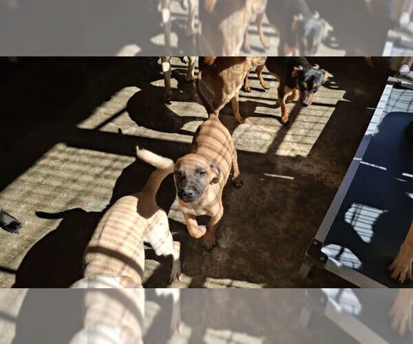 Medium Photo #39 German Shepherd Dog-Unknown Mix Puppy For Sale in Sebec, ME, USA