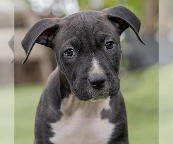 Medium Photo #5 Labrador Retriever-Unknown Mix Puppy For Sale in San Diego, CA, USA