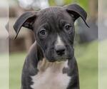 Small #4 Labrador Retriever Mix