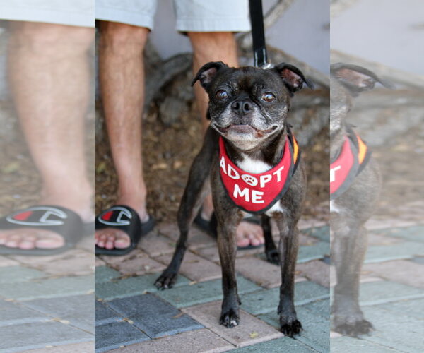Medium Photo #10 Buggs Puppy For Sale in Mission Viejo, CA, USA