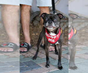 Luna - Female Buggs Dog for Adoption - Photo #10