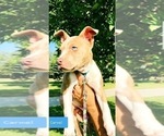 Small Photo #1 American Pit Bull Terrier Puppy For Sale in ABERDEEN, SD, USA