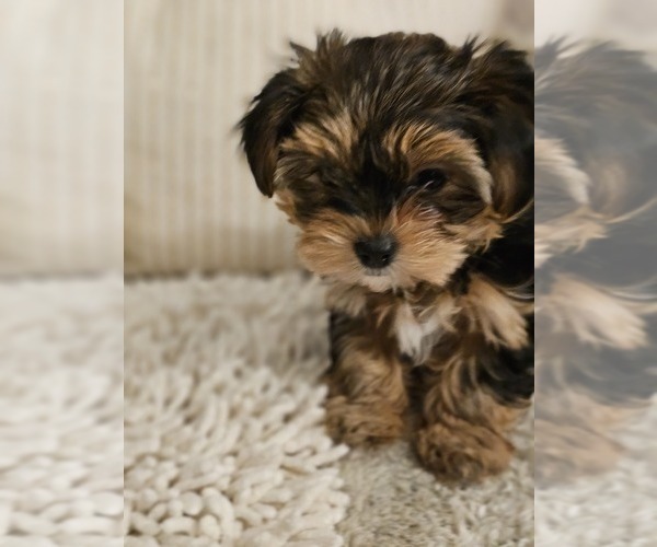 Medium Photo #5 Yorkshire Terrier Puppy For Sale in SALEM, OR, USA
