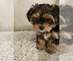 Small #4 Yorkshire Terrier