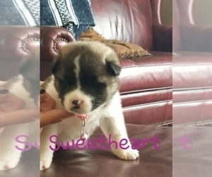 Akita Puppy for sale in ATWATER, MN, USA