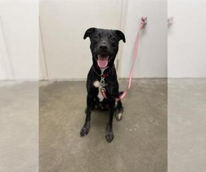 Labrador Retriever Dogs for adoption in Rosenberg, TX, USA