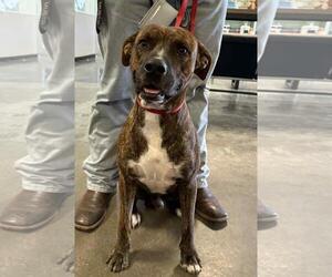 American Pit Bull Terrier-Plott Hound Mix Dogs for adoption in Rockwall, TX, USA