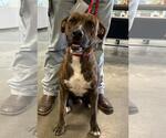 Small American Pit Bull Terrier-Plott Hound Mix