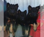 Small #2 German Shepherd Dog