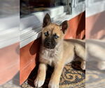 Small Gerberian Shepsky