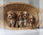 Small Photo #2 Cavapoo Puppy For Sale in BIRD IN HAND, PA, USA