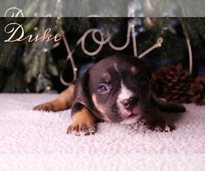 American Bully Dog for Adoption in PUYALLUP, Washington USA
