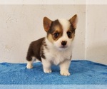 Small Photo #1 Pembroke Welsh Corgi Puppy For Sale in CLARK, MO, USA