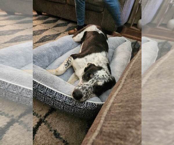 Medium Photo #2 Mutt Puppy For Sale in Pacifica, CA, USA