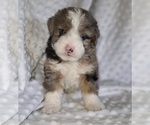 Puppy 2 Aussiedoodle Miniature -Miniature Bernedoodle Mix