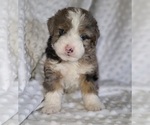 Puppy 1 Aussiedoodle Miniature -Miniature Bernedoodle Mix