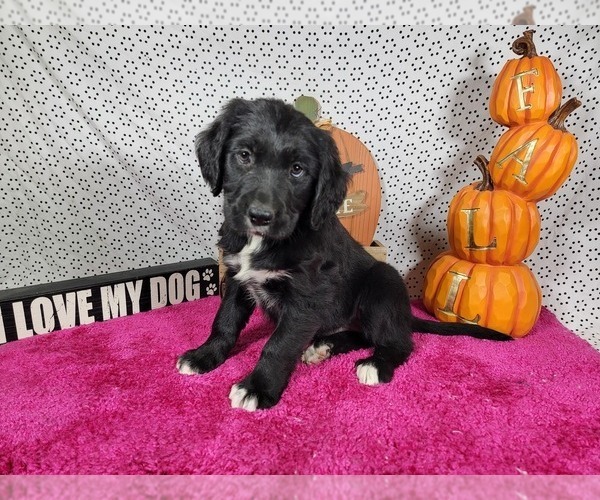 Medium Photo #9 Golden Mountain Dog Puppy For Sale in BLACK FOREST, CO, USA
