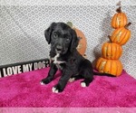 Small #8 Golden Mountain Dog