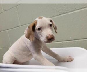 Mutt Dogs for adoption in Tulsa, OK, USA