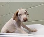 LOADED MAC - Male Mutt Dog for Adoption - Small photo