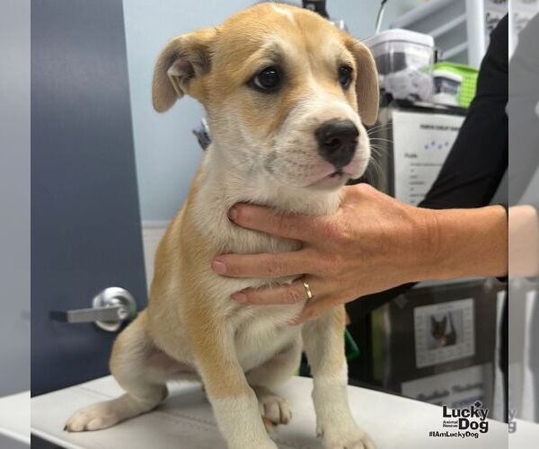 Medium Photo #2 Mutt Puppy For Sale in Washington, DC, USA