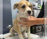 Small Photo #2 Mutt Puppy For Sale in Washington, DC, USA