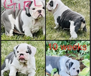 Bulldog Puppy for sale in LINDEN, MI, USA