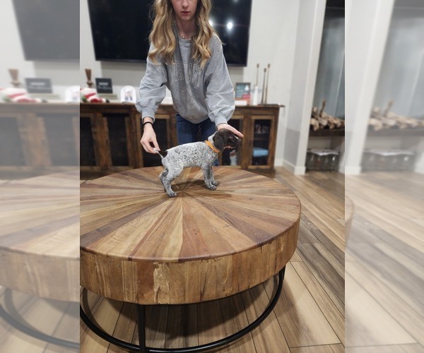 Medium Photo #4 German Shorthaired Pointer Puppy For Sale in ALAMOGORDO, NM, USA