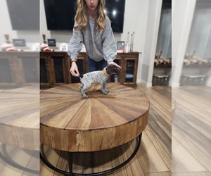 Medium German Shorthaired Pointer