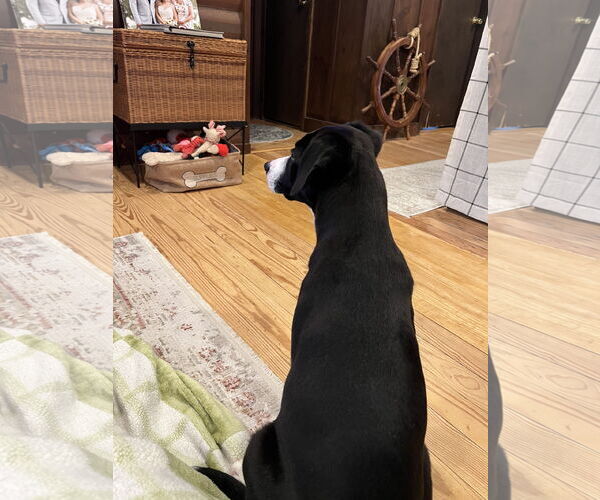 Medium Photo #11 Australian Shepherd-Unknown Mix Puppy For Sale in Wakefield, RI, USA