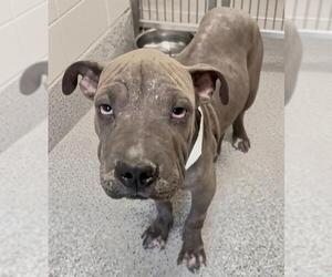 Presa Canario-Unknown Mix Dogs for adoption in Houston, TX, USA