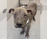 A663122 - Male Presa Canario-Unknown Mix Dog for Adoption - Small photo